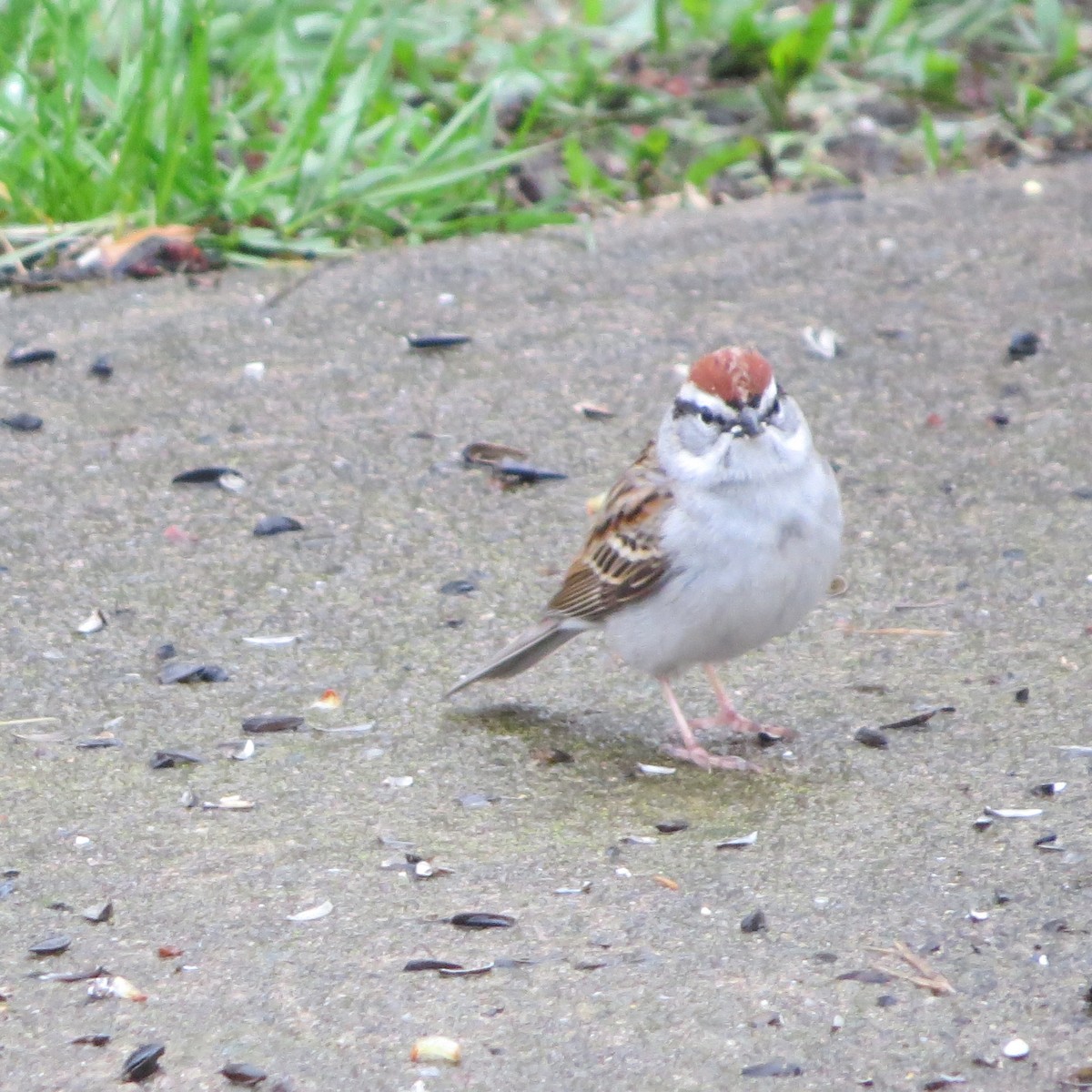Chipping Sparrow - ML400332071