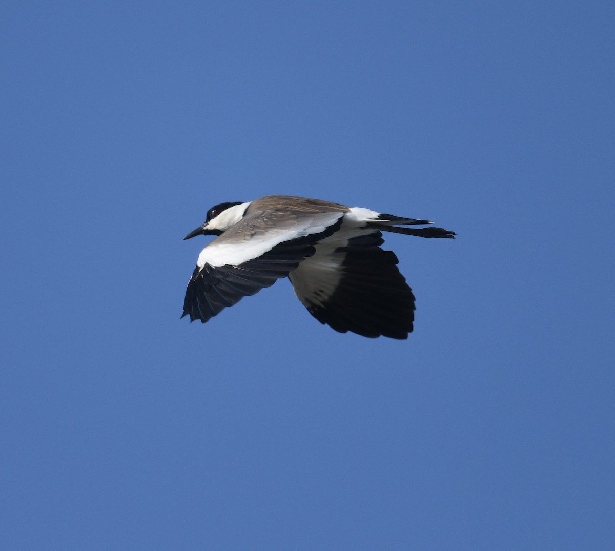 Spur-winged Lapwing - ML400334651