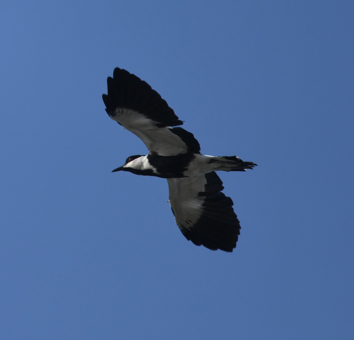 Spur-winged Lapwing - ML400334661