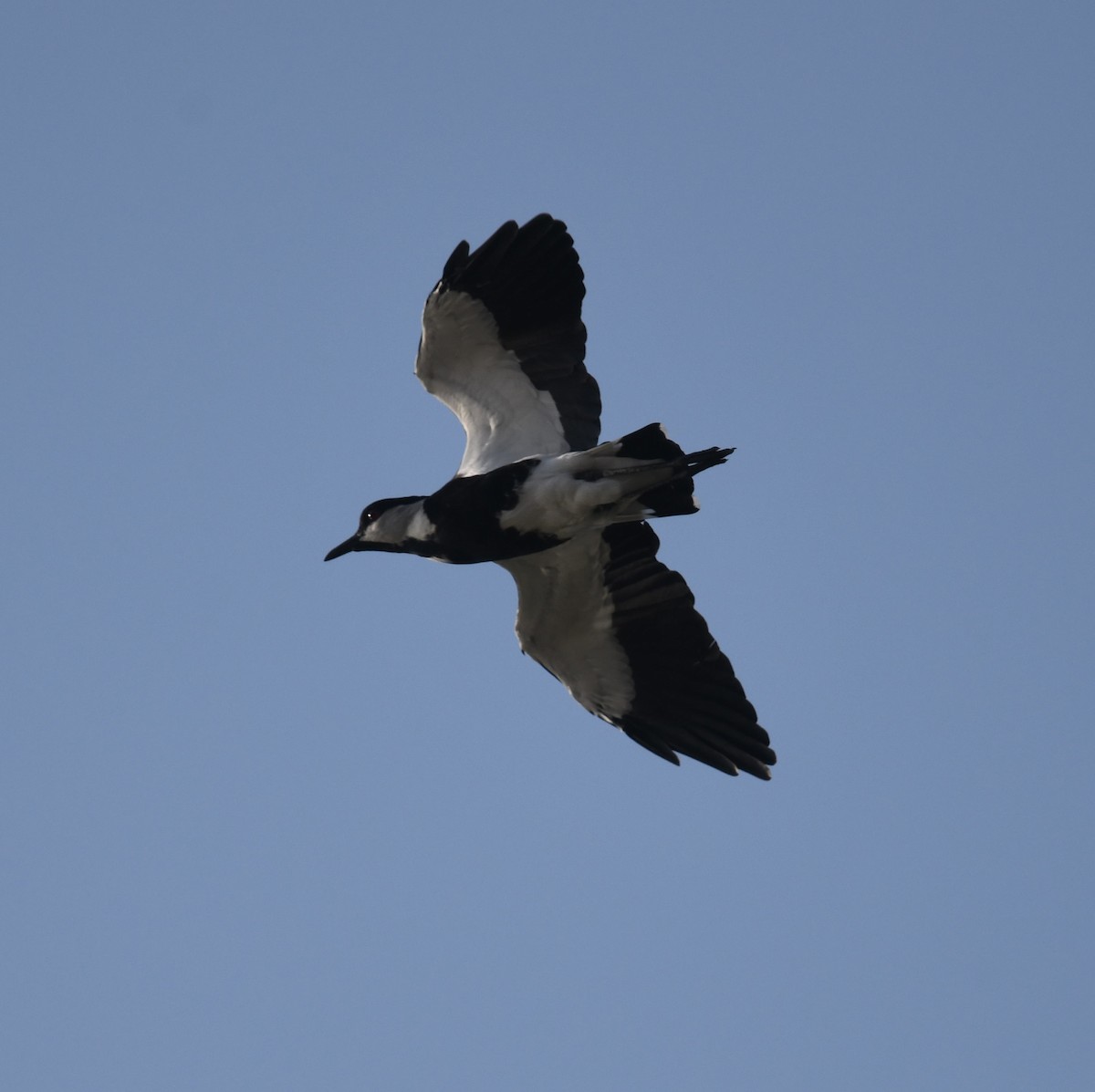 Spur-winged Lapwing - ML400334671