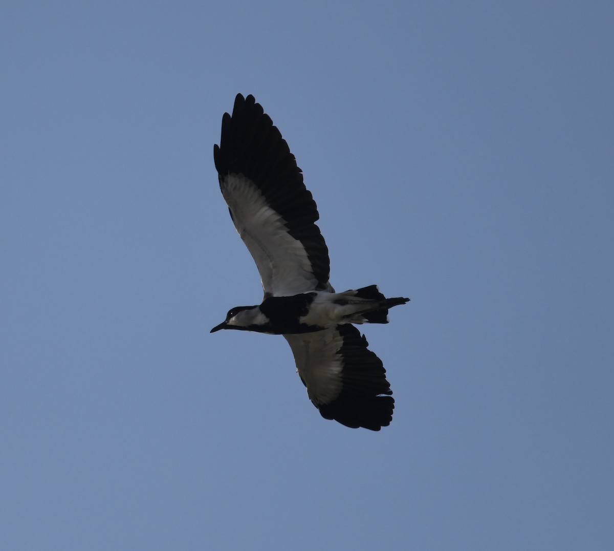 Spur-winged Lapwing - ML400334681