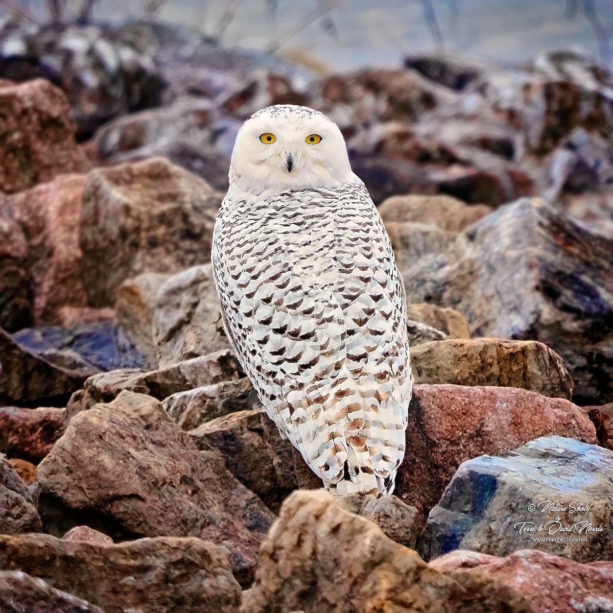 Snowy Owl - Terri Norris