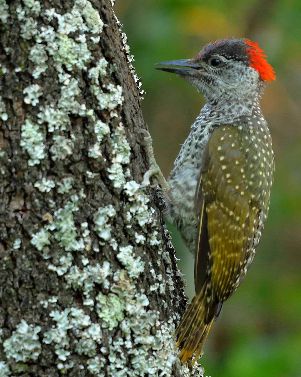 Golden-tailed Woodpecker - ML400340231