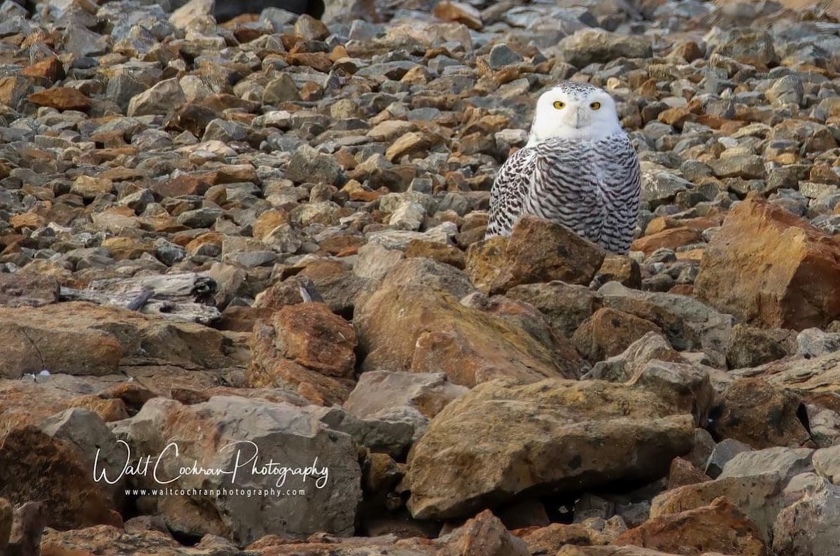 Snowy Owl - ML400343041