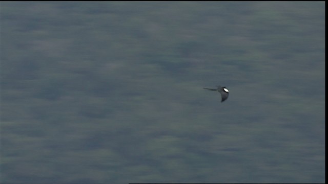 Swallow-tailed Kite - ML400344
