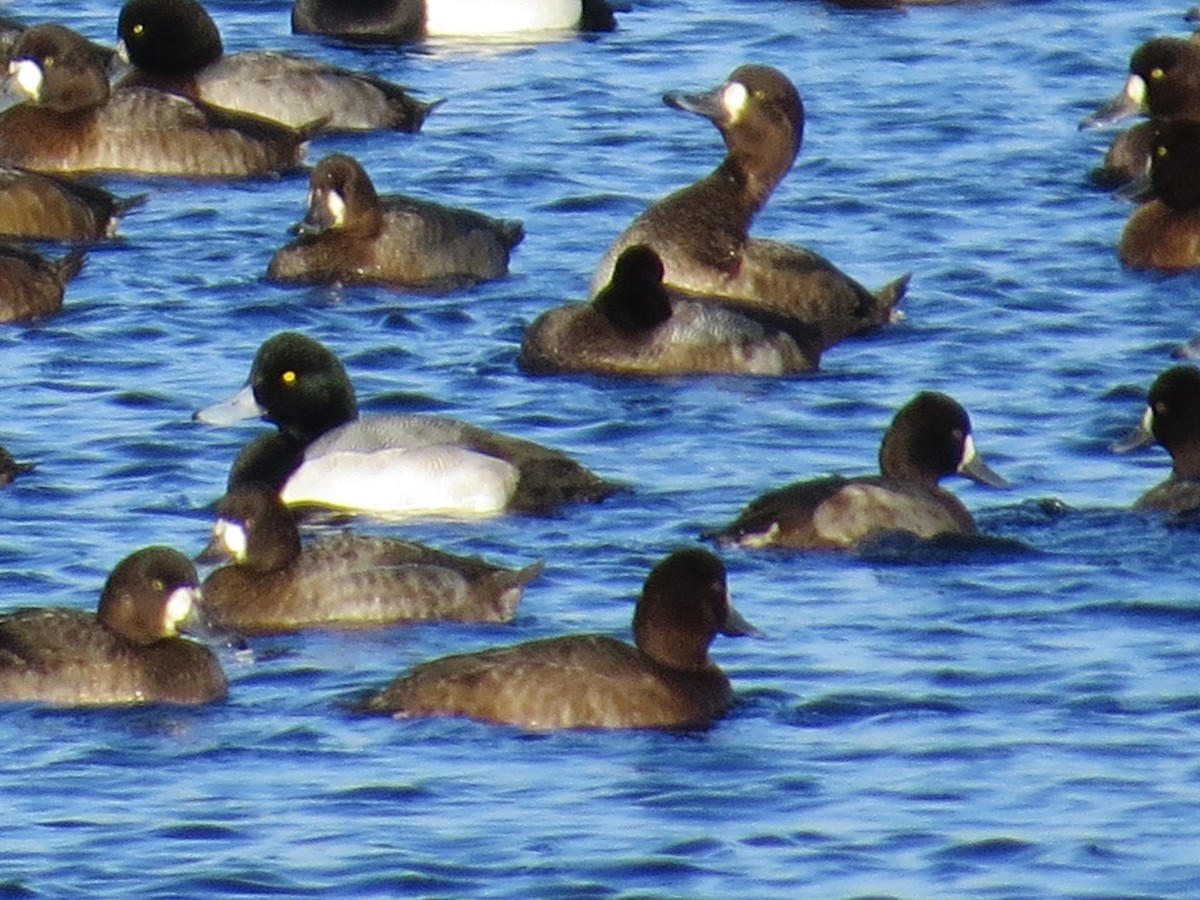 Greater Scaup - ML400347271