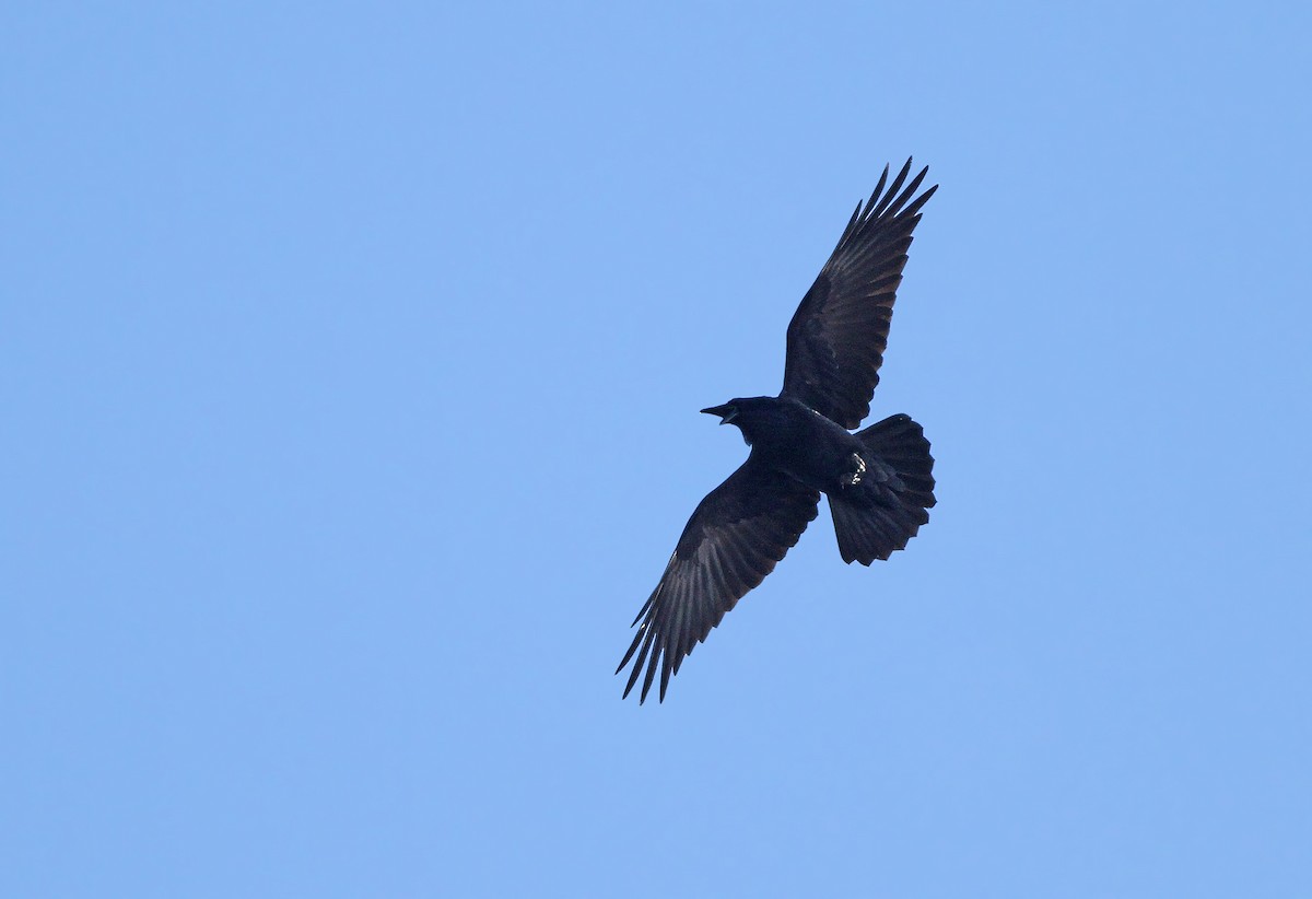 Common Raven - Jeremiah Trimble