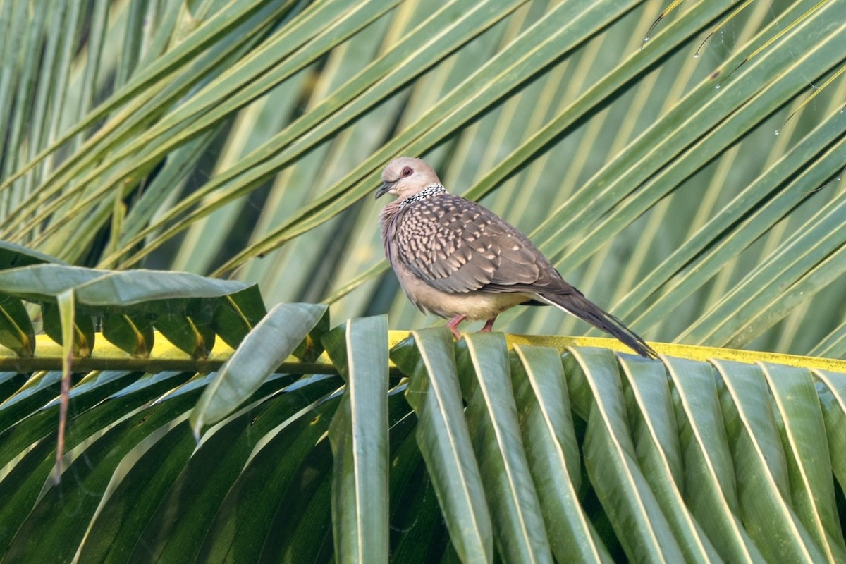Spotted Dove - ML400356151