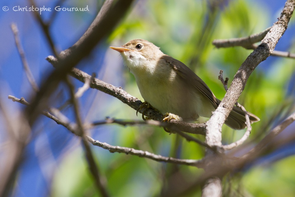 Eastern Olivaceous Warbler - Christophe Gouraud