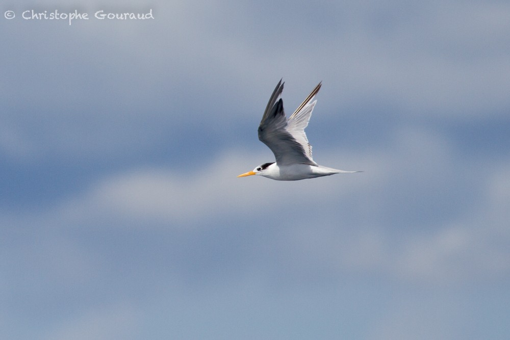 Lesser Crested Tern - ML400358491