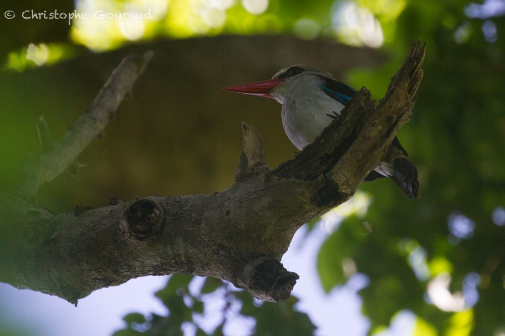 Mangrove Kingfisher - Christophe Gouraud