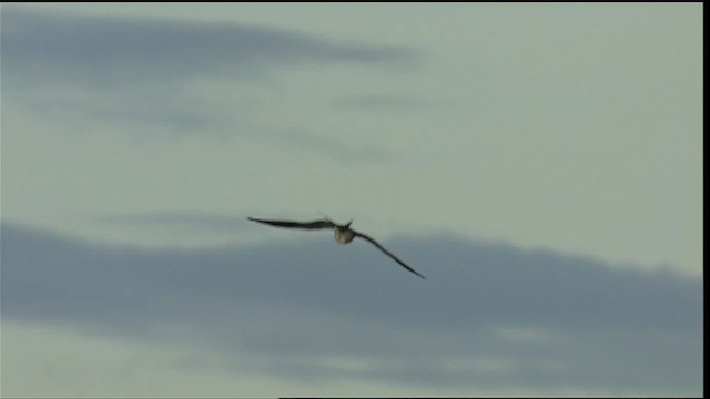 Swallow-tailed Kite - ML400366