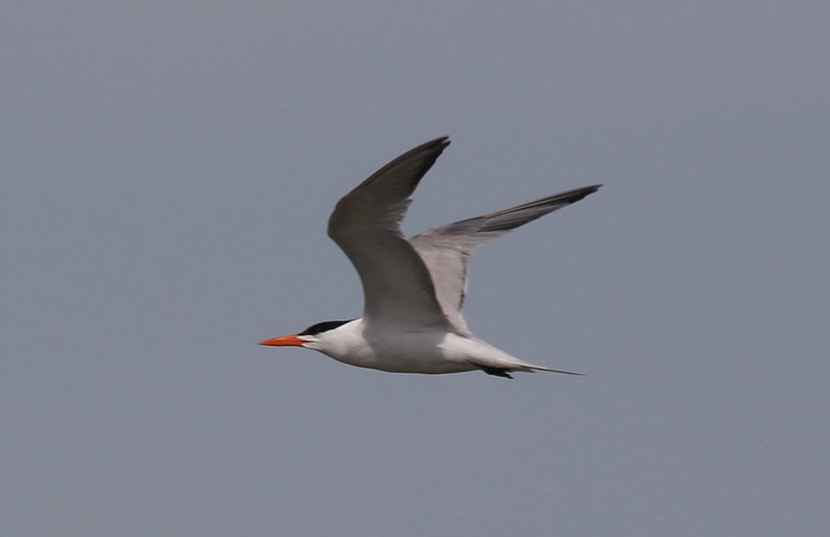 Royal Tern - Paul Chapman