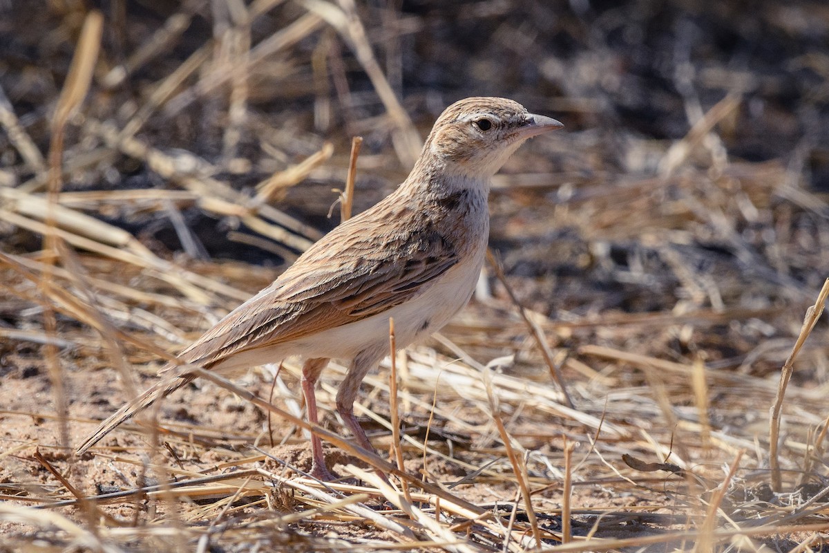 Fawn-colored Lark (Fawn-colored) - ML400372641