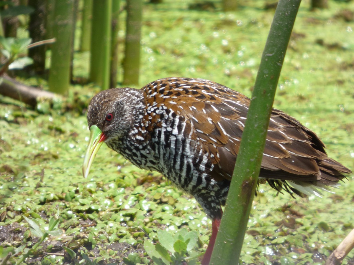 Spotted Rail - ML40037371