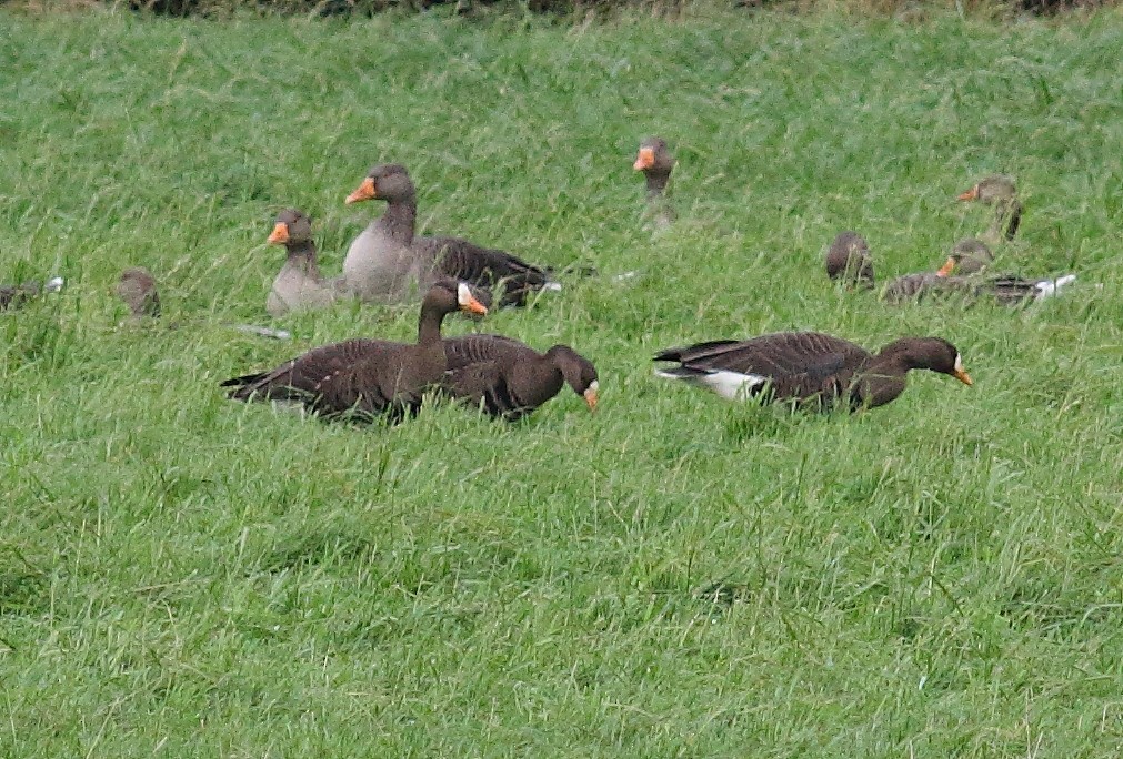 Greater White-fronted Goose (Greenland) - ML400375171