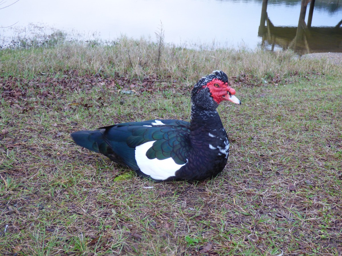 Muscovy Duck (Domestic type) - ML400375901