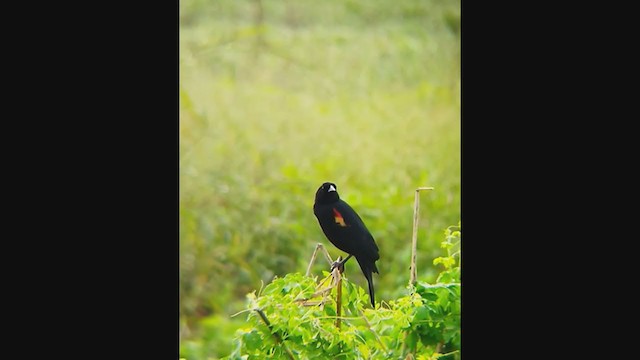 Red-winged Blackbird (Red-winged) - ML400376691