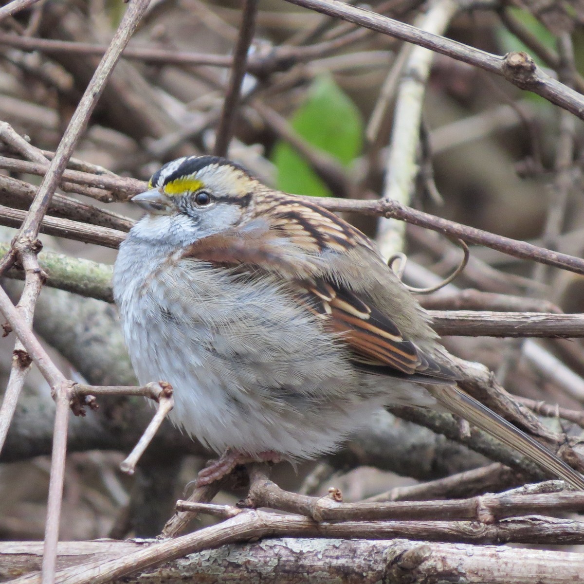 White-throated Sparrow - ML400383991