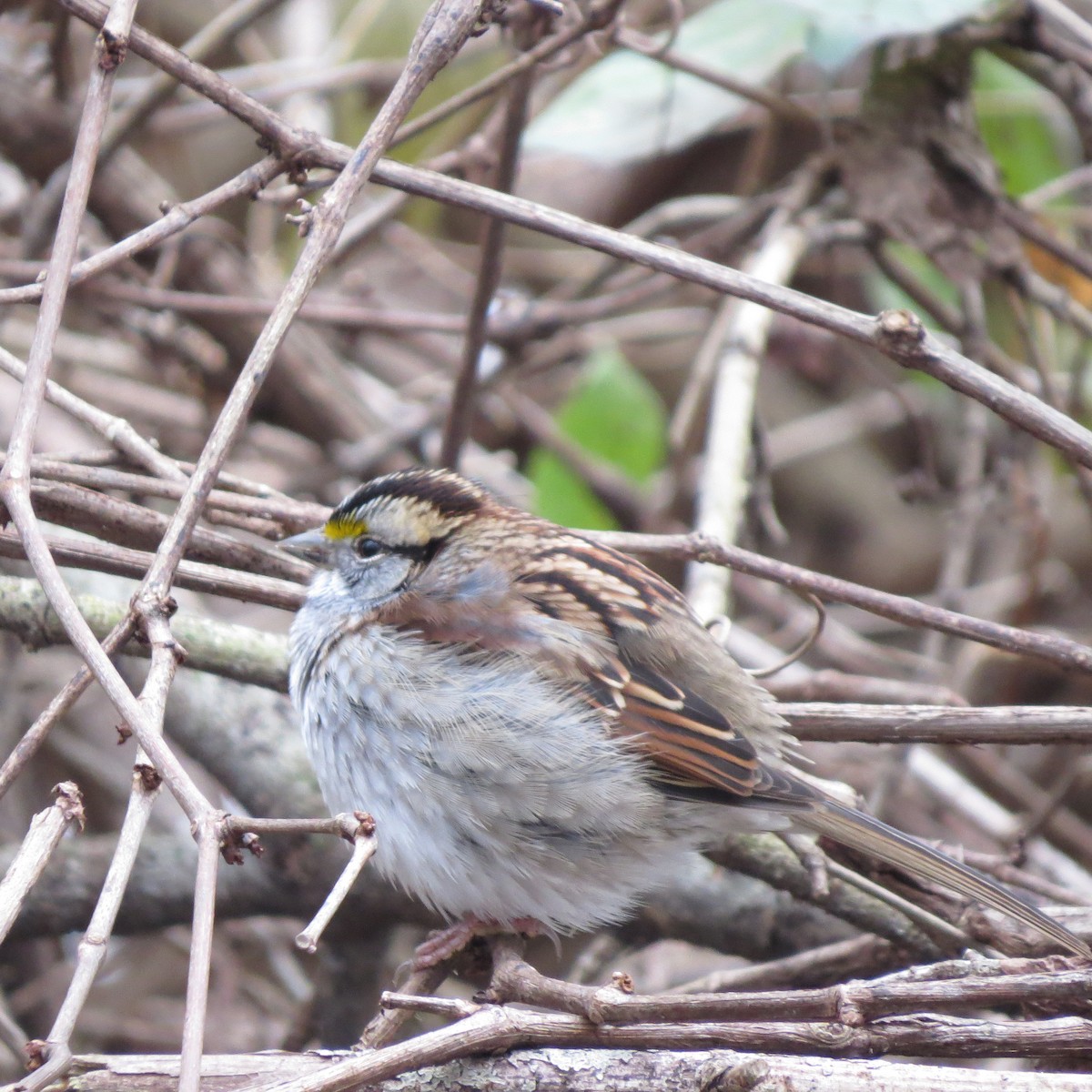 White-throated Sparrow - ML400384011