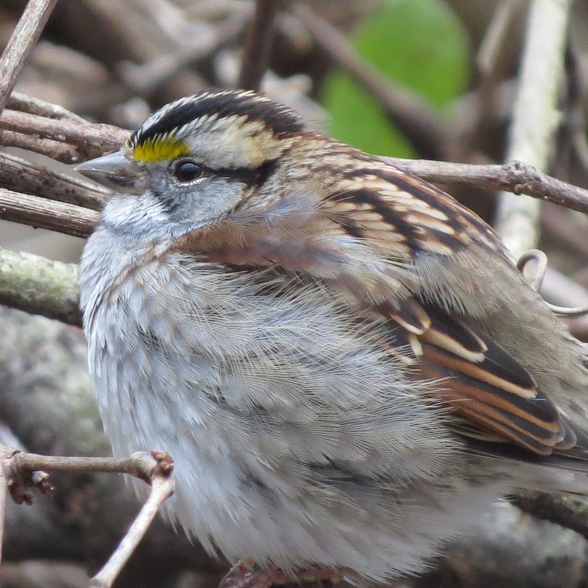 White-throated Sparrow - ML400384671