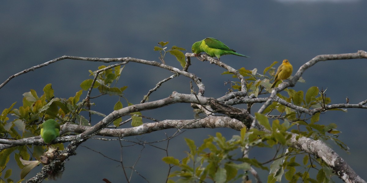 Plain Parakeet - simon walkley