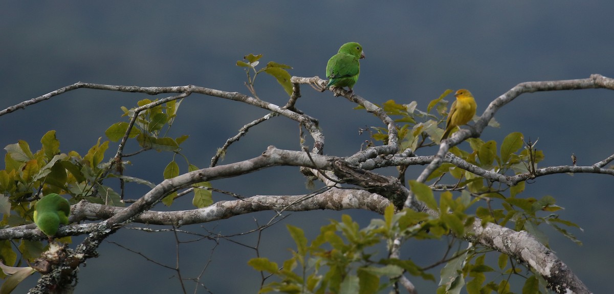 Plain Parakeet - simon walkley