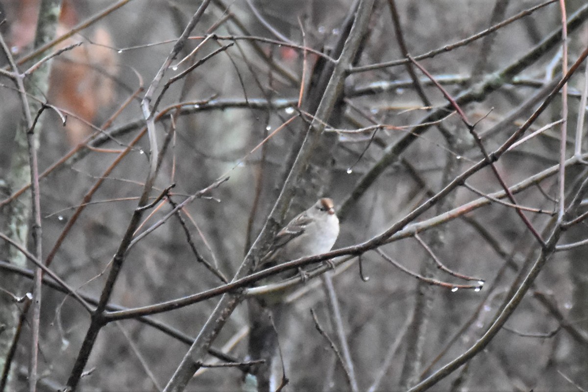 White-crowned Sparrow - ML400397231