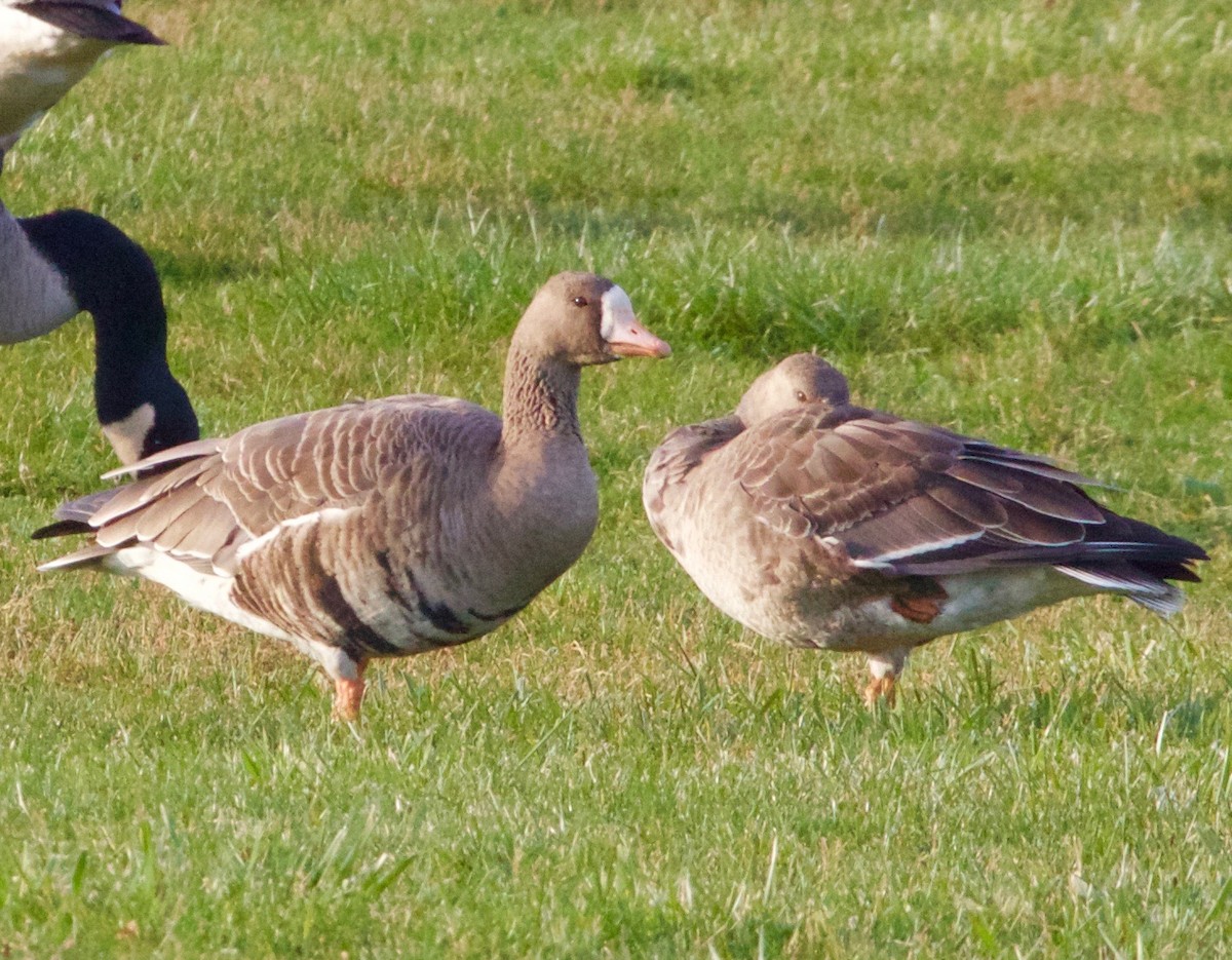 Greater White-fronted Goose - Karl Overman
