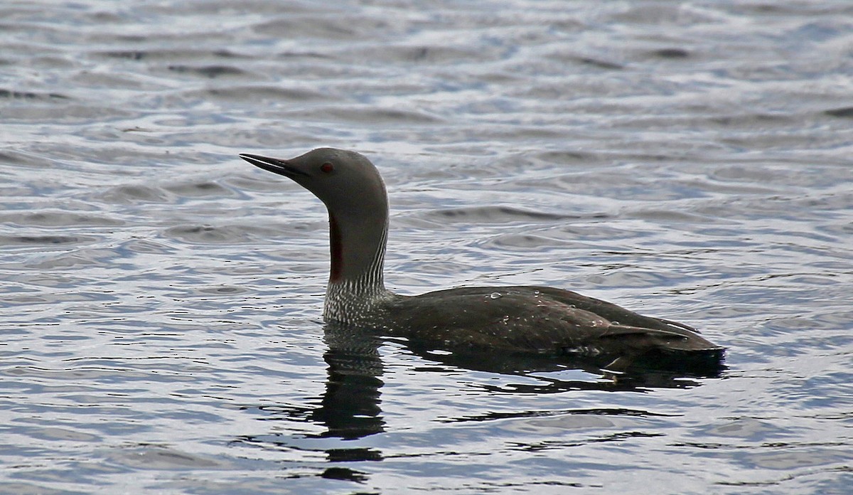 Red-throated Loon - ML40040151