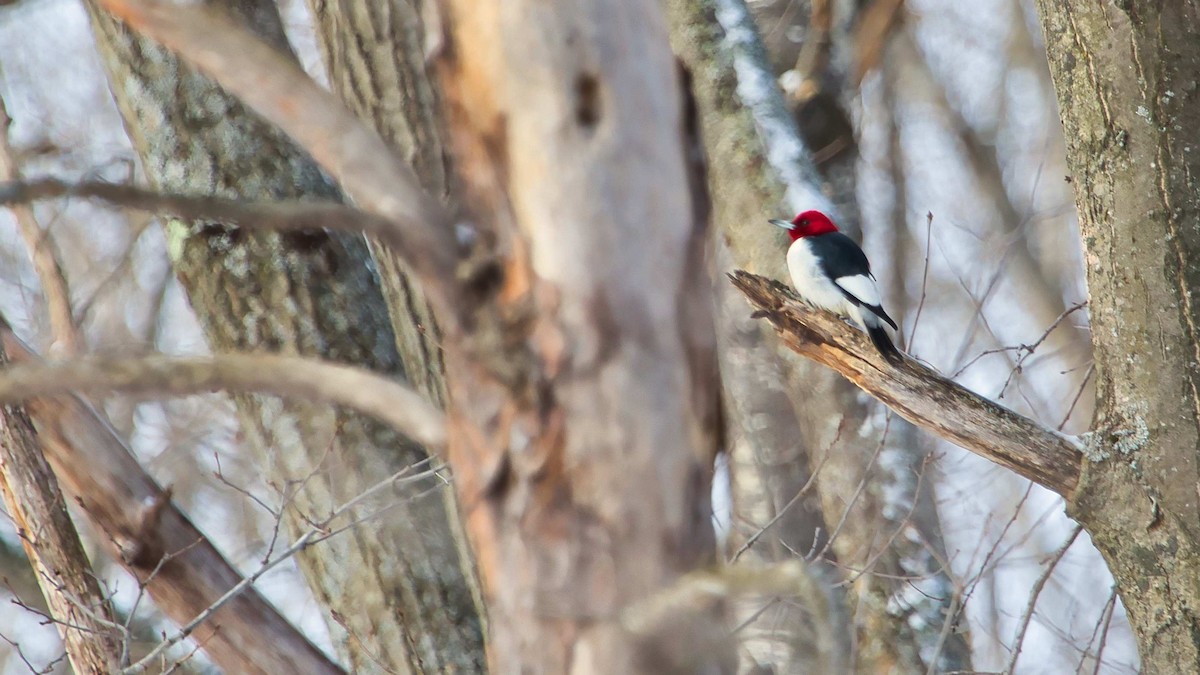 Red-headed Woodpecker - Wan Chan