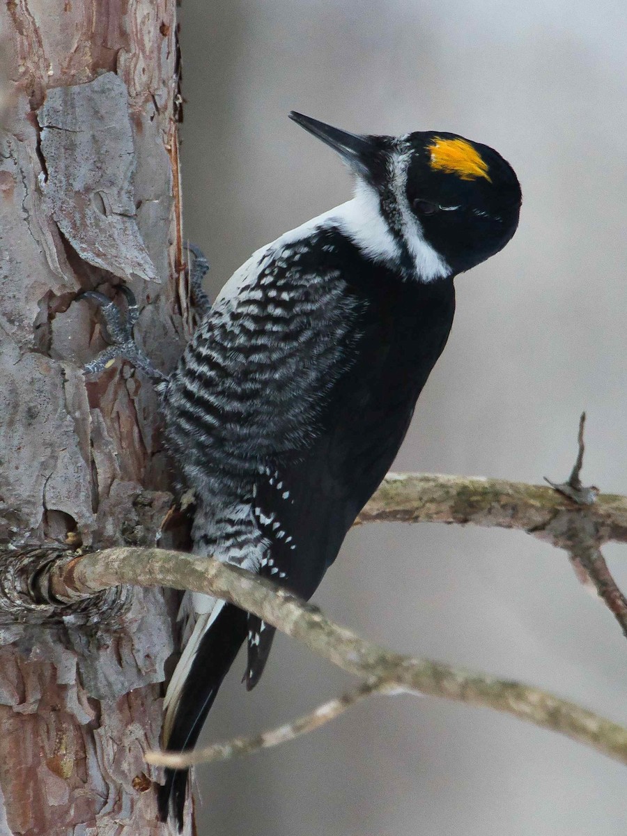 Black-backed Woodpecker - ML400405741
