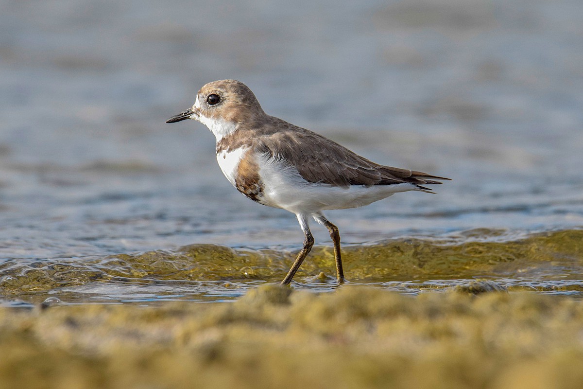 Two-banded Plover - ML400407401