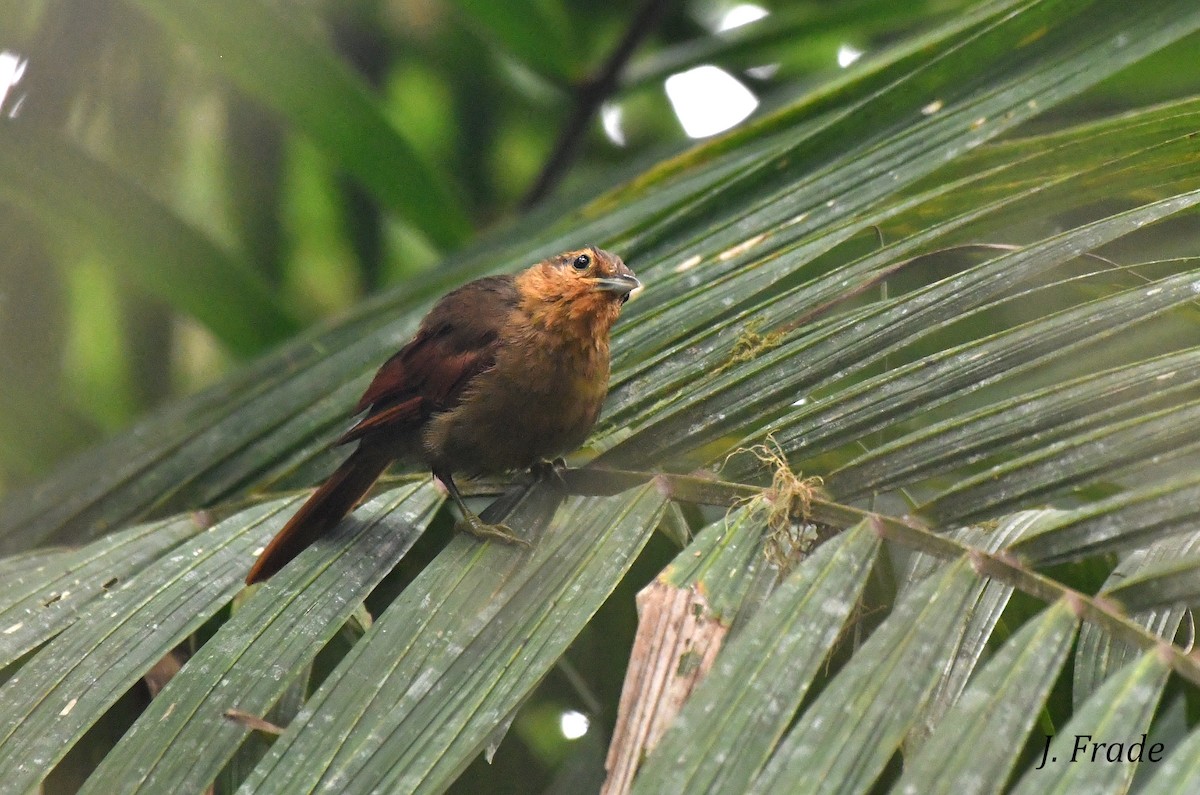 Buff-fronted Foliage-gleaner - José Frade