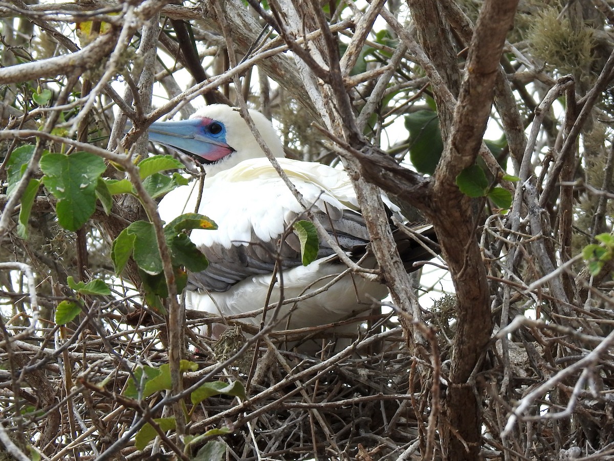 Red-footed Booby - ML400418701