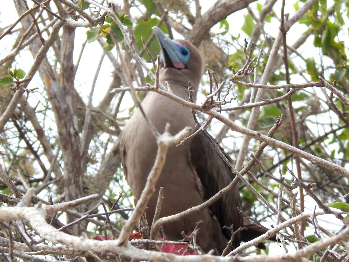 Red-footed Booby - ML400418741