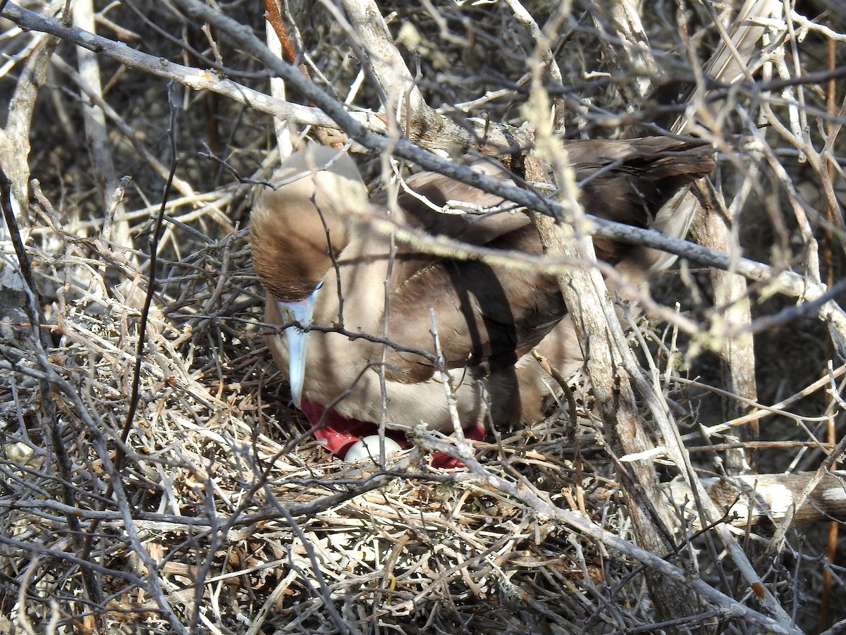 Red-footed Booby - ML400418751