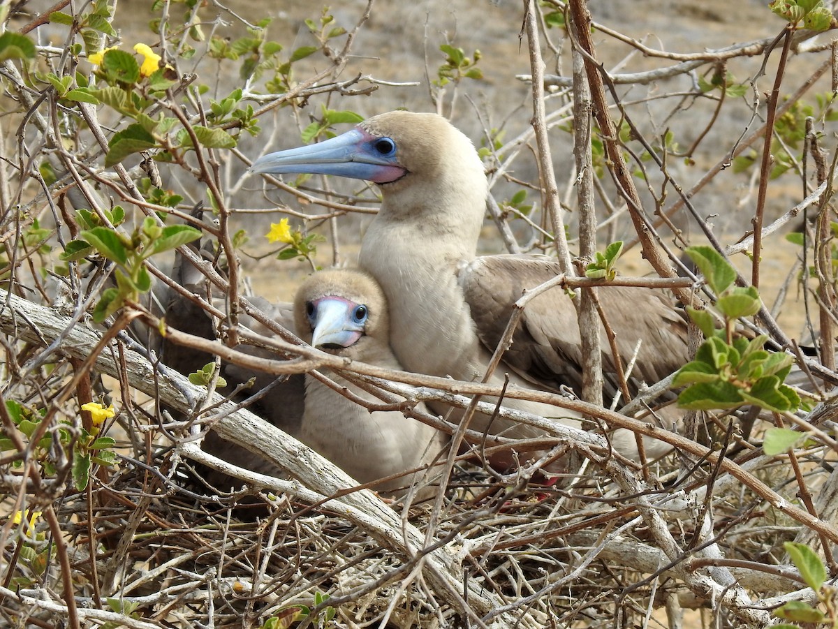 Red-footed Booby - ML400418761