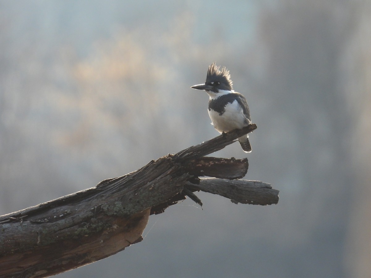 Belted Kingfisher - ML400427091