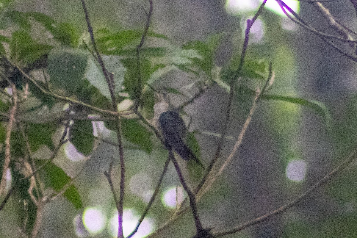Wedge-tailed Sabrewing (Long-tailed) - ML400428131