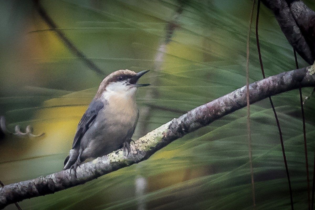 Brown-headed Nuthatch - ML400430811
