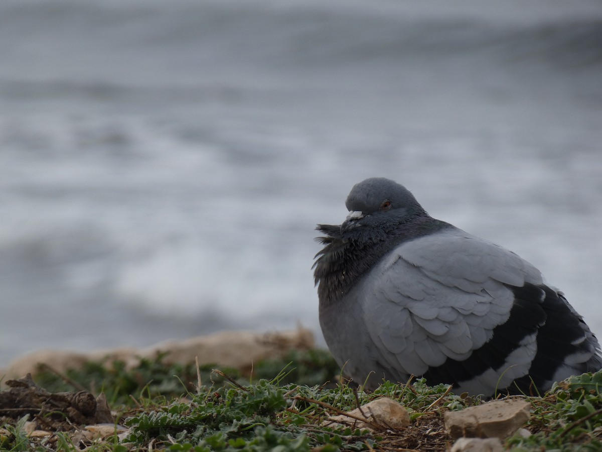 Rock Pigeon (Feral Pigeon) - אמיתי נובוסלסקי