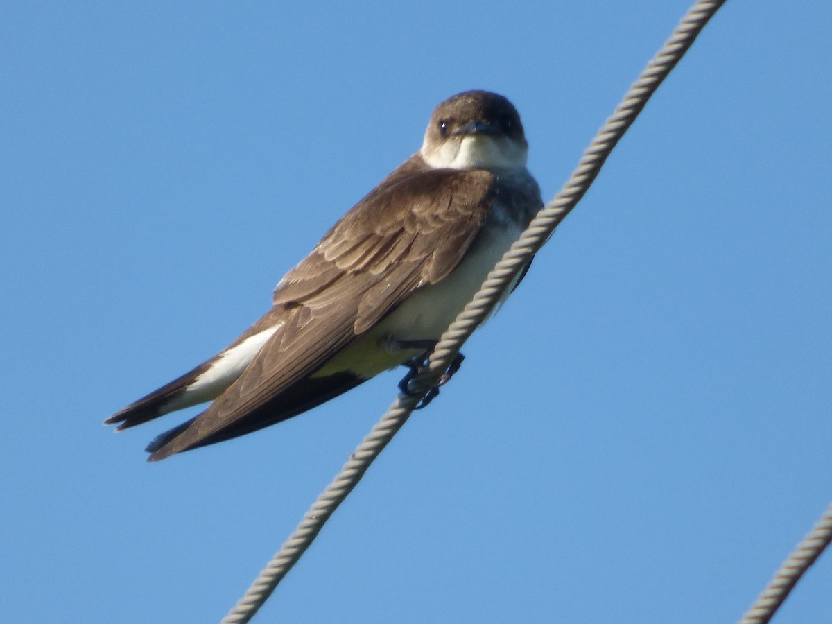 Brown-chested Martin - ML40043421