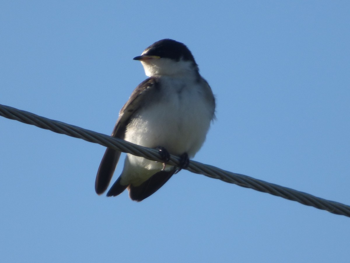 Brown-chested Martin - ML40043461