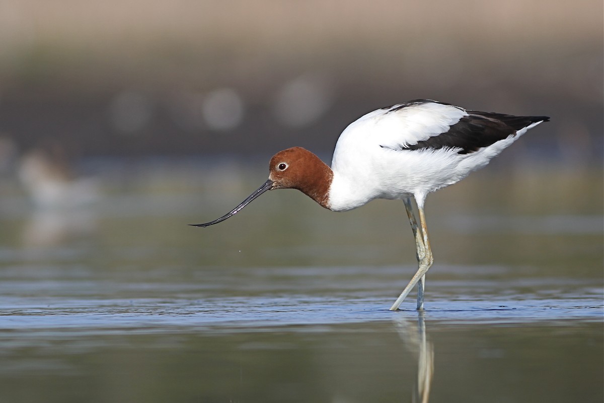Red-necked Avocet - Chris Wiley
