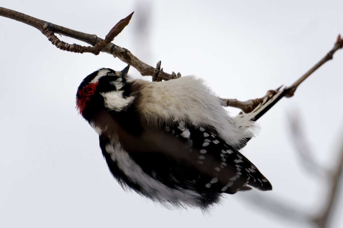 Downy Woodpecker - Brock Gunter-Smith