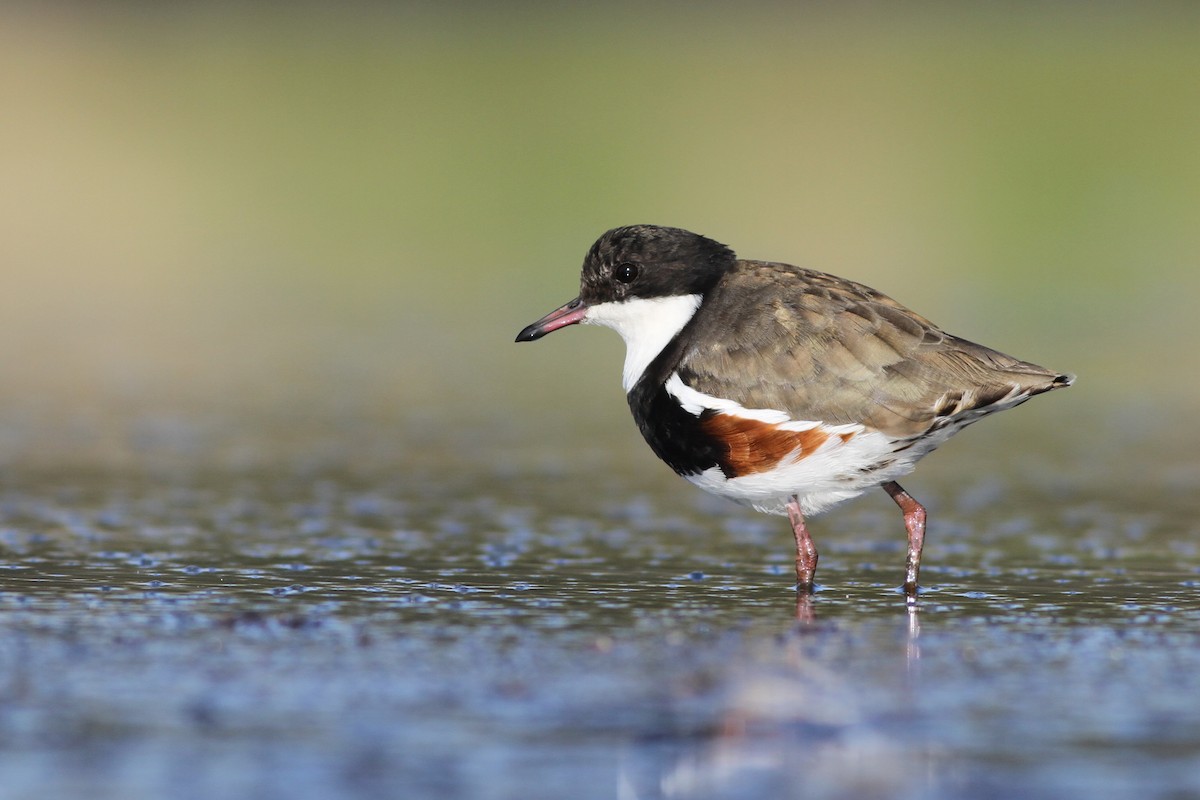 Red-kneed Dotterel - ML40043821