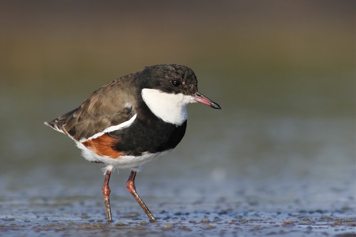 Red-kneed Dotterel - ML40043831