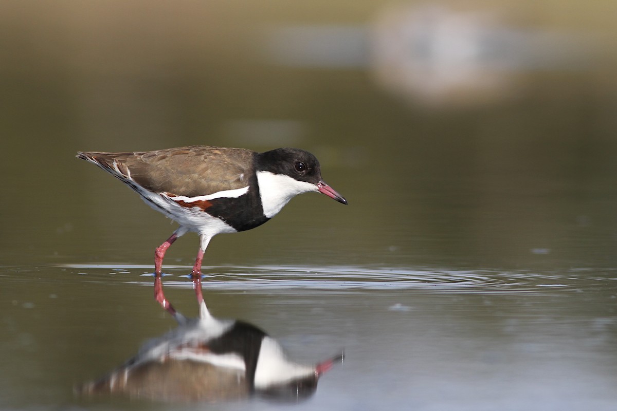 Red-kneed Dotterel - ML40043841