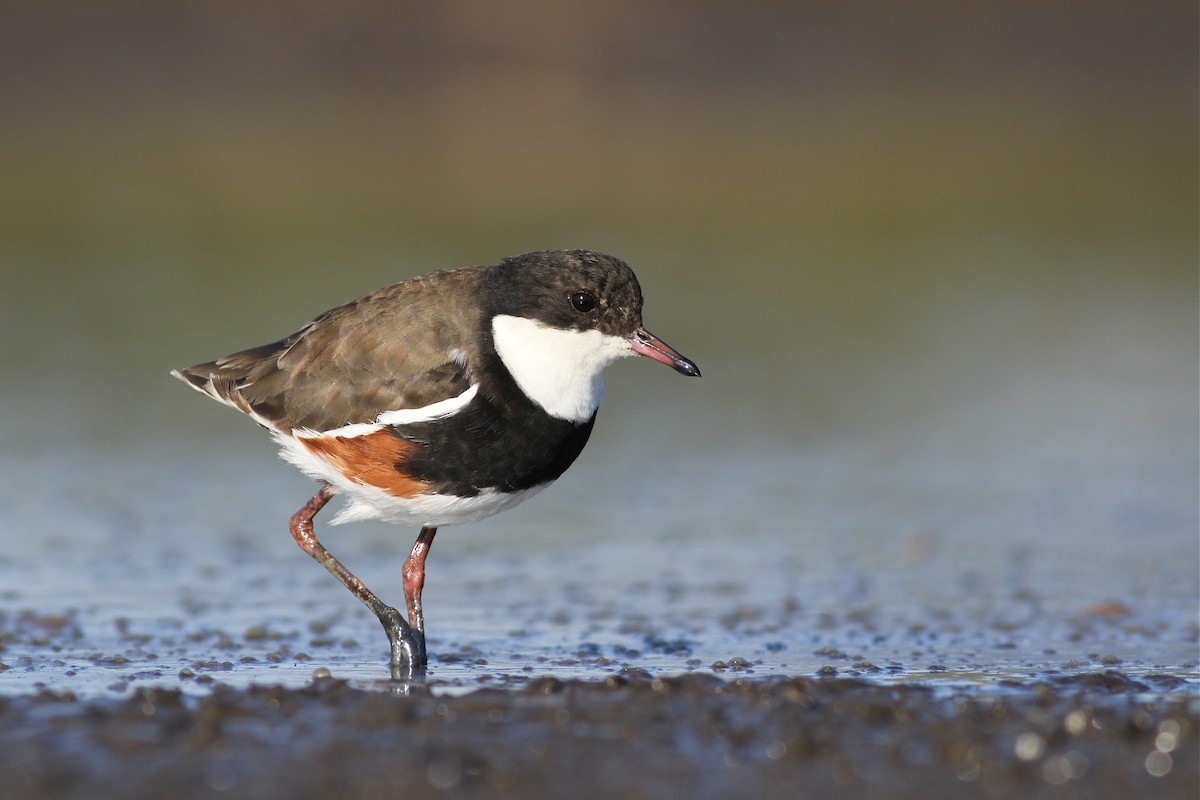 Red-kneed Dotterel - ML40043851